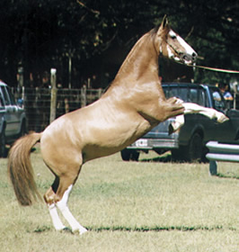 CRILLO